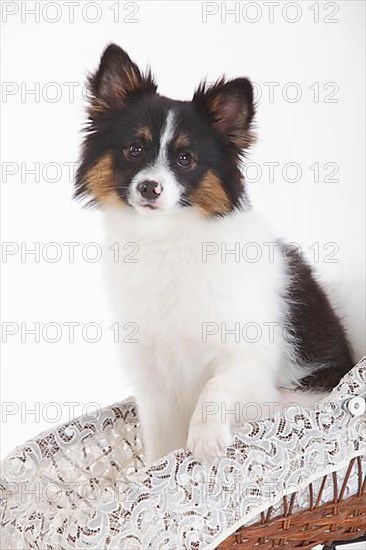 Mixed breed dog
