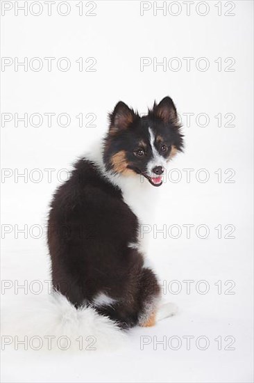 Mixed breed dog