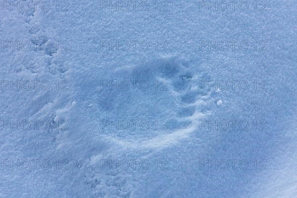 Animal tracks of a polar bear