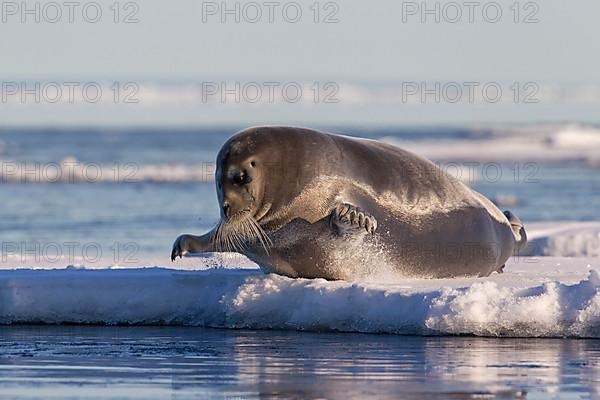 Bearded seal