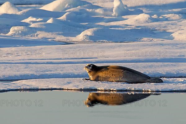 Bearded seal