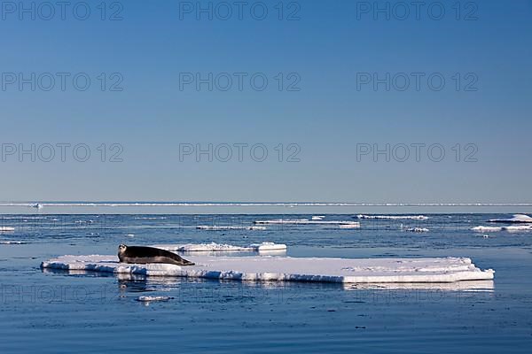 Bearded seal