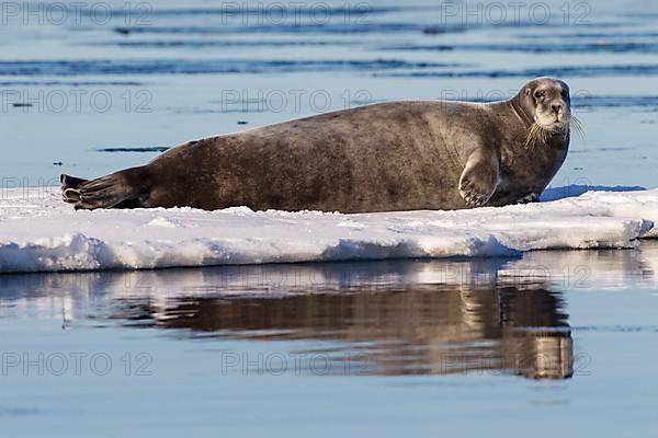 Bearded seal