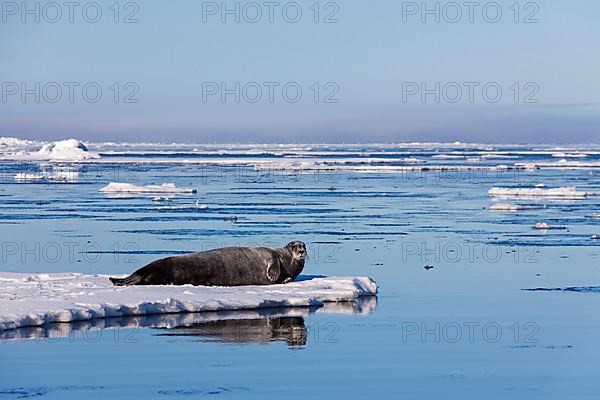 Bearded seal