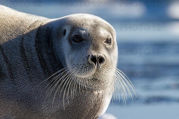 Bearded seal