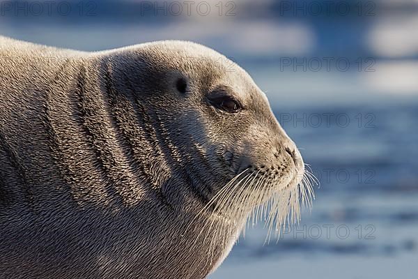 Bearded seal