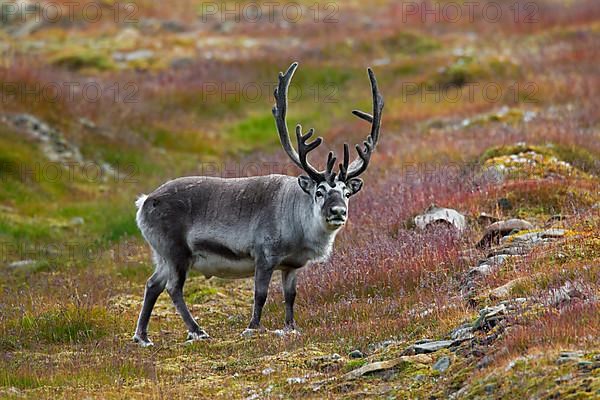 Svalbard reindeer