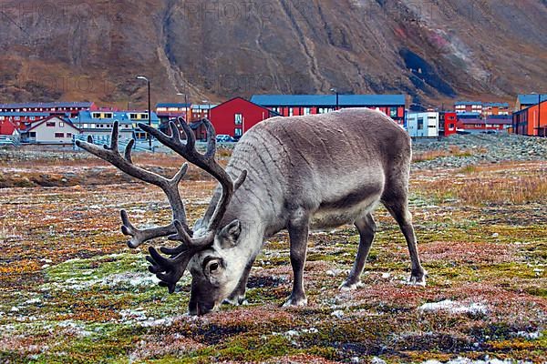 Svalbard reindeer