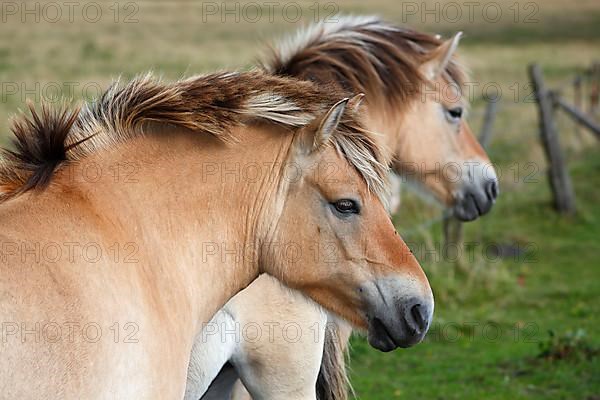 Norwegian Fjord Horses