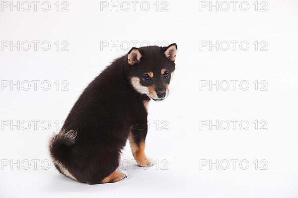 Shiba Inu