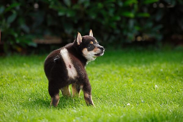 Shiba Inu