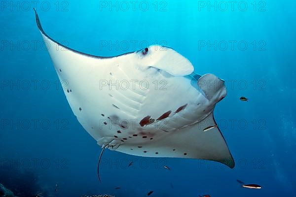 Manta ray