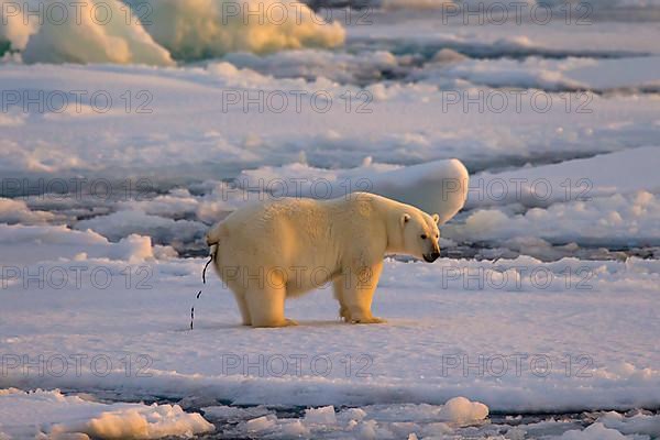 Polar bear