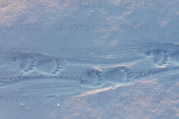 Animal tracks of a polar bear