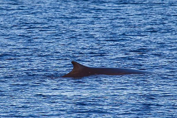 Fin whale