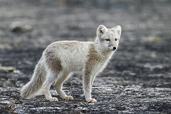 Arctic fox