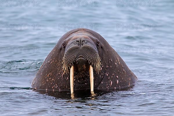 Walrus