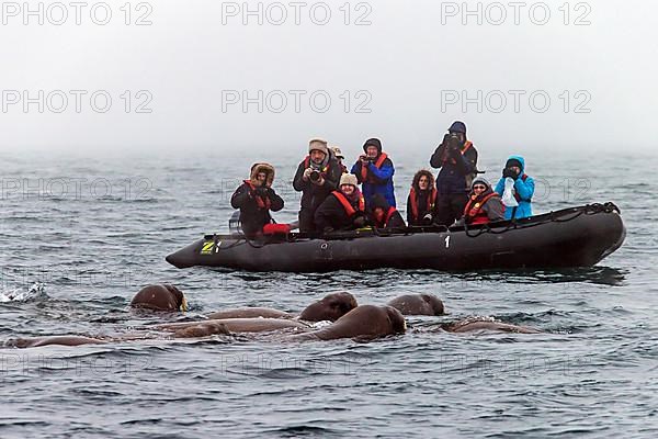 Tourists in rubber dinghies watching and photographing a group of walruses