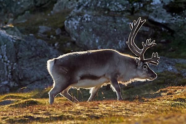 Svalbard reindeer