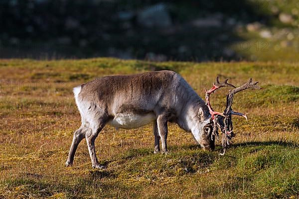 Svalbard reindeer