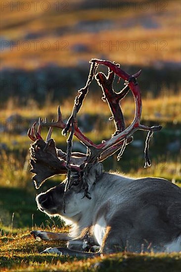 Svalbard reindeer