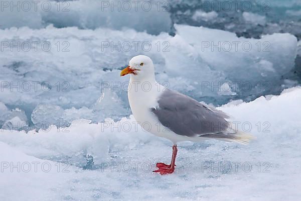 Glaucous gull