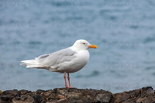 Glaucous Gull