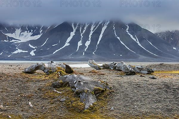 Discarded bones of a bowhead whale