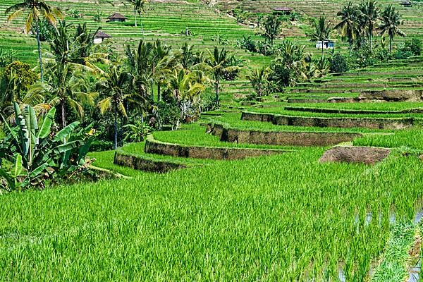 Rice Terraces