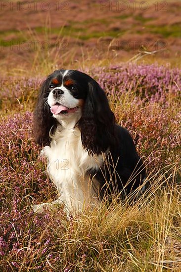 Cavalier King Charles Spaniel
