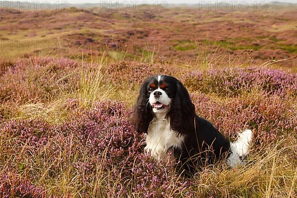 Cavalier King Charles Spaniel