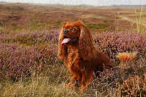 Cavalier King Charles Spaniel