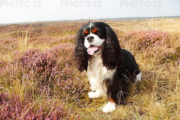 Cavalier King Charles Spaniel