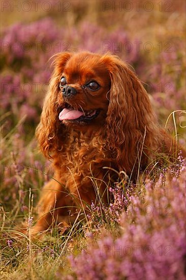 Cavalier King Charles Spaniel