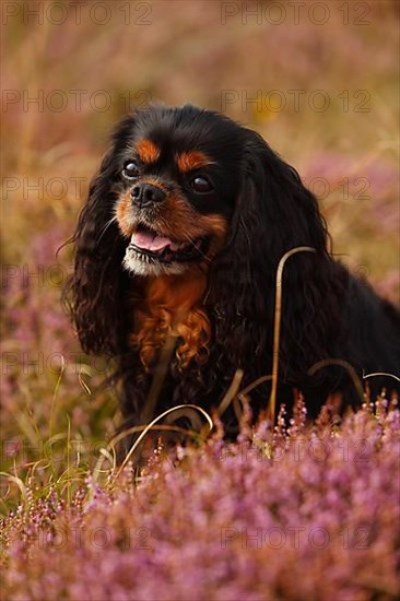 Cavalier King Charles Spaniel