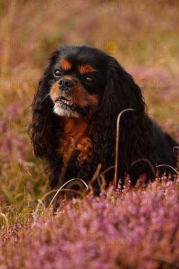 Cavalier King Charles Spaniel