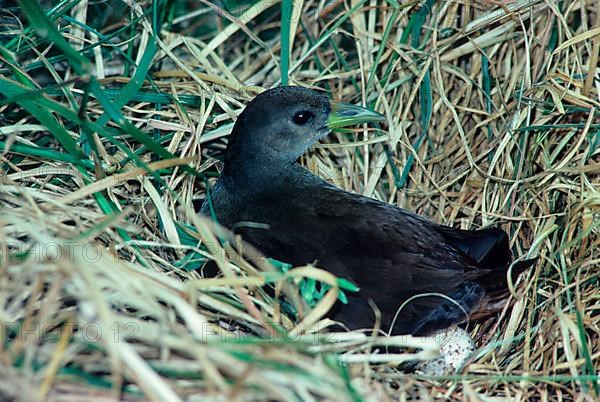 Philippine Water Rail