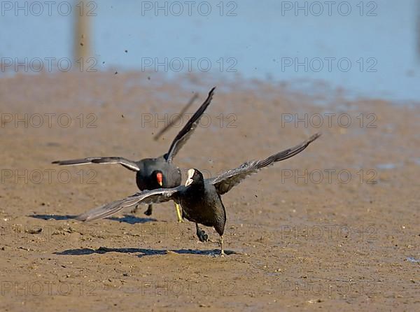 Eurasian Coot