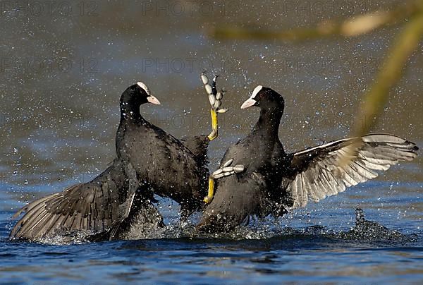 Eurasian Coot