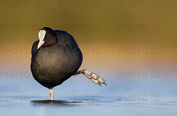 Common Coot