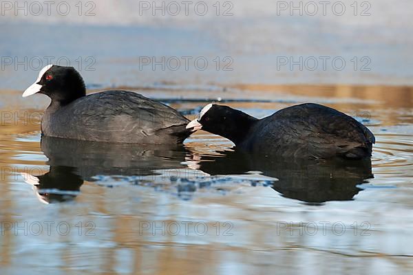 Eurasian Coot