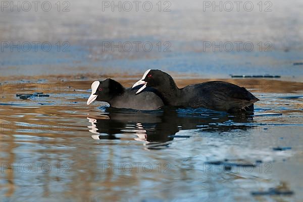 Eurasian Coot