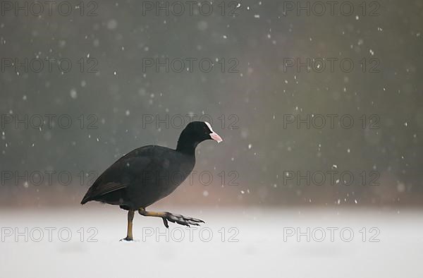 Eurasian Coot