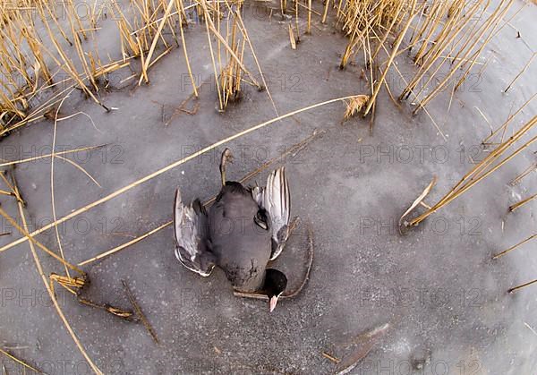 Eurasian Coot