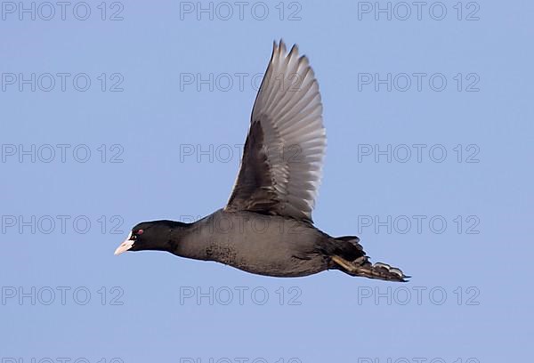 Eurasian Coot