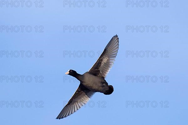 Eurasian Coot