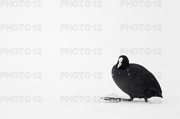 Eurasian Coot