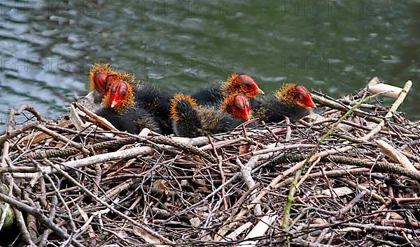 Eurasian Coot