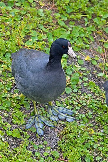 American coot