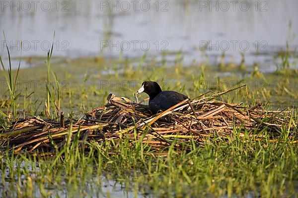 American Coot